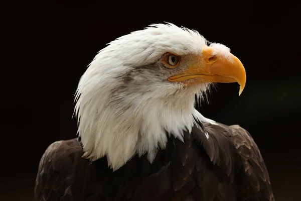 Portrait Bald Eagle — Stock Photo, Image