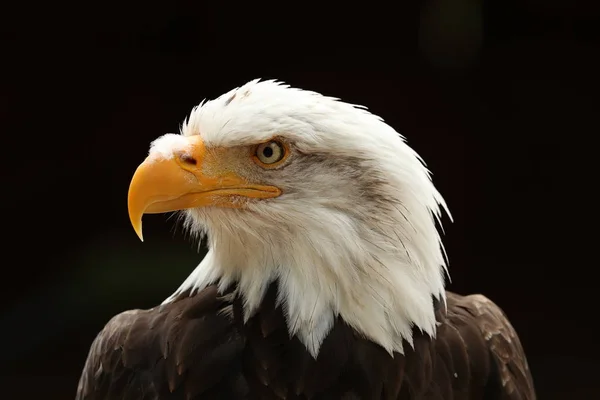 Portrait Bald Eagle — Stock Photo, Image