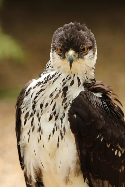 Πορτρέτο Του Αετού Αφρικανική Hawk — Φωτογραφία Αρχείου