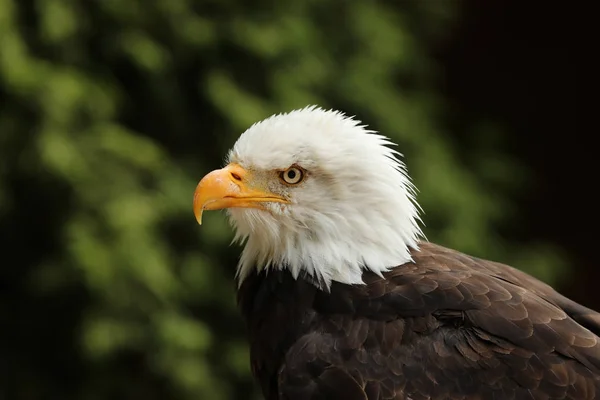 Retrato Águila Calva — Foto de Stock