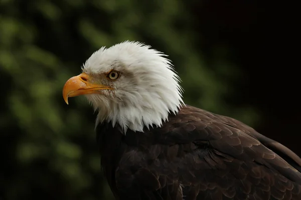 Portret Się Bald Eagle — Zdjęcie stockowe