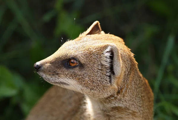 Portret Żółty Mongoose — Zdjęcie stockowe