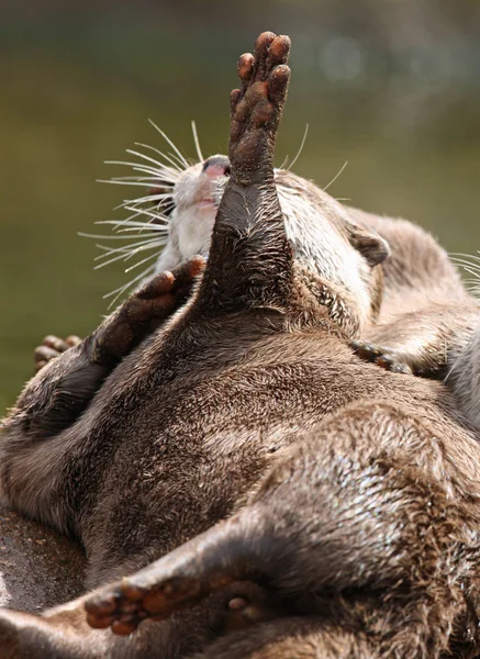 Close Oriental Short Clawed Otter Practicing Yoga Exercises — Stock Photo, Image