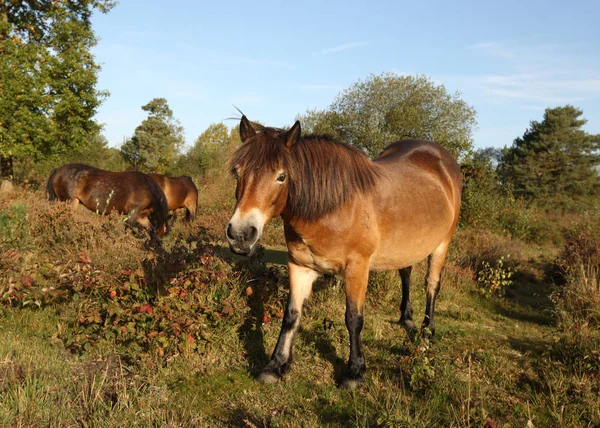 Geç güneş ışığında bir heath Dartmoor midilli yakın çekim