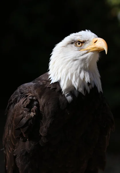 Retrato Águila Calva — Foto de Stock