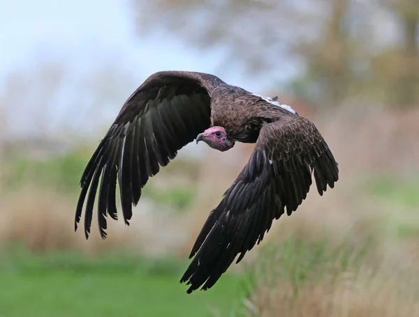 Close Hooded Vulture Flight — Stock Photo, Image