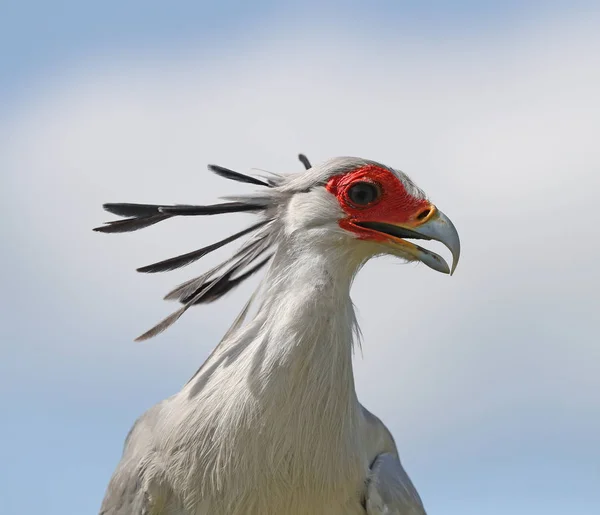 Närbild Kvinnlig Sekreterare Fågel — Stockfoto