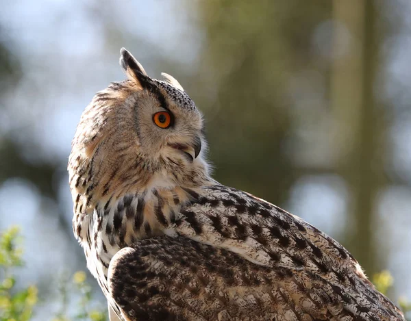 Portrait Eagle Owl — Stock Photo, Image