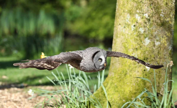 Zblízka Velký Šedá Sova Letu Přes Lesy — Stock fotografie