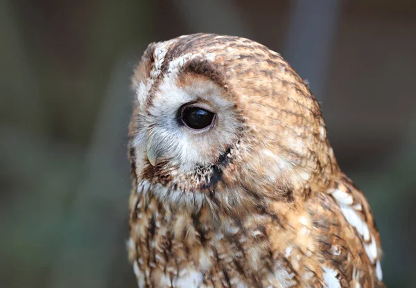 Close Tawny Owl — Stock Photo, Image