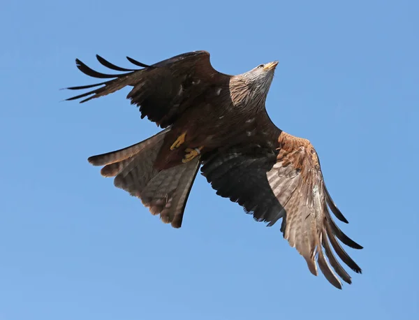 Yellow Beak Kite Flight — Stock Photo, Image