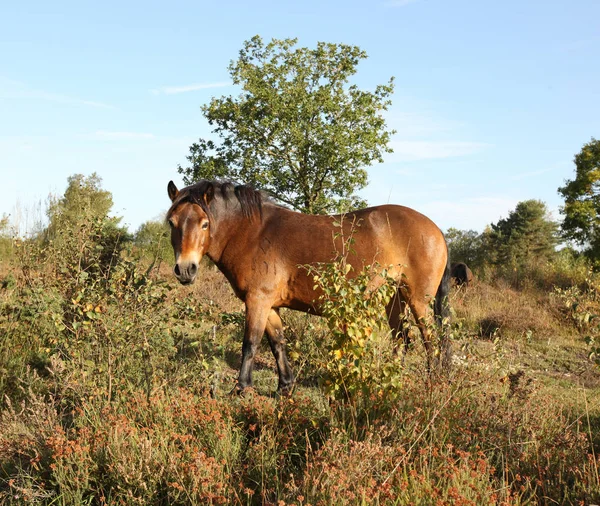 Acercamiento Salvaje Dartmoor Pony Tierra Brezales Con Cálida Luz Solar —  Fotos de Stock