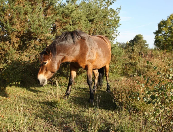 Primo Piano Dartmoor Pony Selvaggio Brughiera Con Luce Solare Calda — Foto Stock