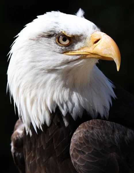 Close Angry Looking American Bald Eagle Black Background — Stock Photo, Image