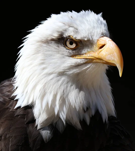 Close Angry Looking American Bald Eagle Black Background — Stock Photo, Image