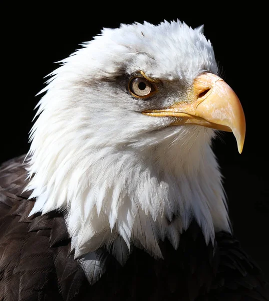 Primo Piano Aquila Calva Americana Dall Aspetto Arrabbiato Con Sfondo — Foto Stock