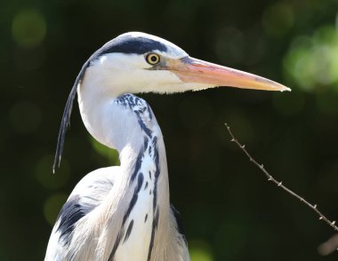 Yiyecek arayan bir gri balıkçıl, yakın çekim