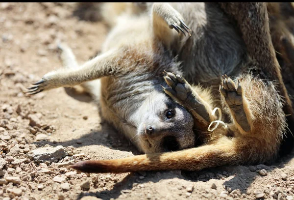 Närbild Spela Meerkats — Stockfoto