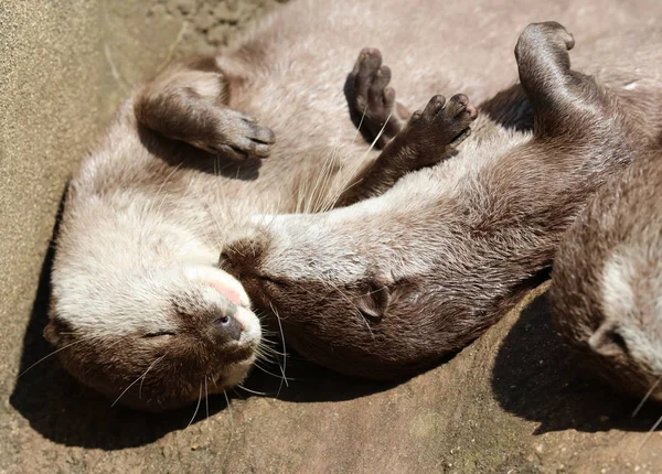 Close Oriental Short Clawed Otter Cuddling Sleeping — Stock Photo, Image