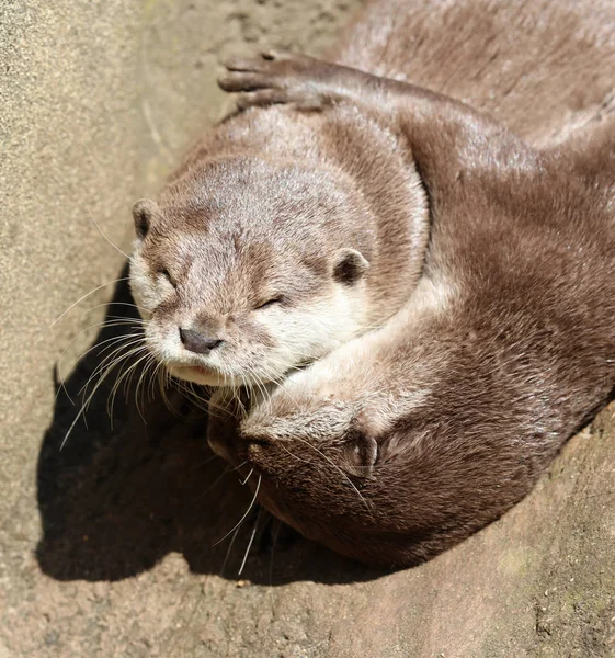 Close Oriental Short Clawed Otter Cuddling Sleeping — Stock Photo, Image