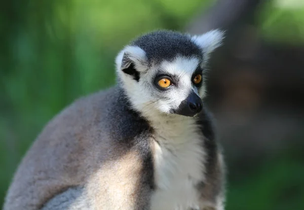 Portrait Ring Tailed Lemur Stock Image