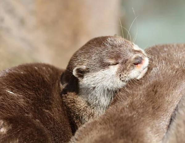 Close Oriental Short Clawed Otter Cuddling Sleeping — Stock Photo, Image