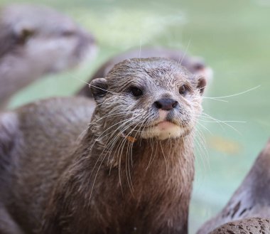 Close up of a wet Oriental Short Clawed Otter clipart