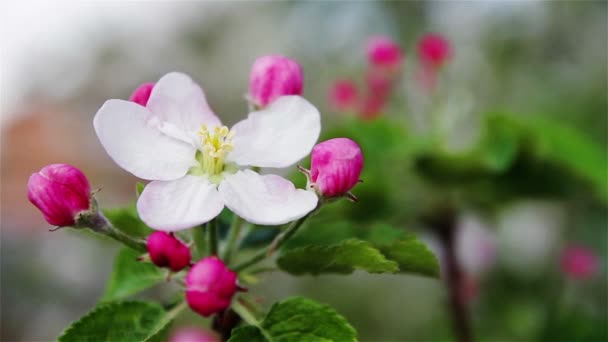 Blomma på ett träd. Blommande äppelträd. — Stockvideo