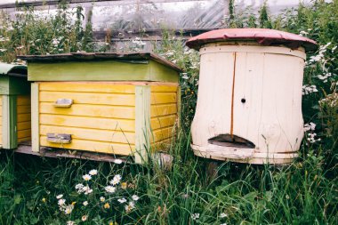 Arılar için ahşap evler. Doğa dağlarda.
