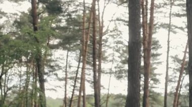 Orman ağaçları. uçan yalak orman. ağaç ormanı. ağaçlar siluet. işaret fişeği günbatımı güneş. doğa arka plan