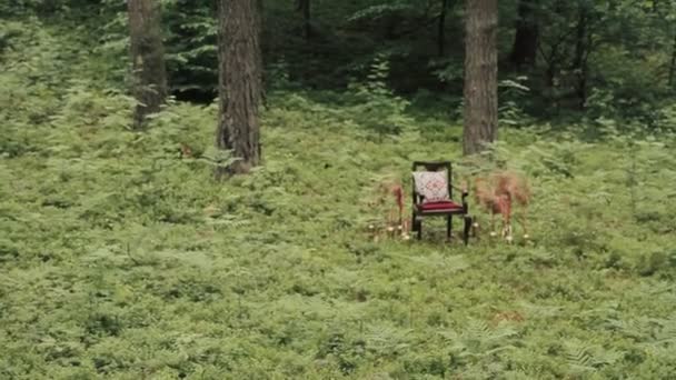 Svatební dekorace na přírodu v lese. Svatební dekorace v čokoládové tóny. židle v lese. — Stock video