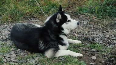 Husky etrafına bakıyor. Yeşil çim bir arka plan üzerinde köpek.