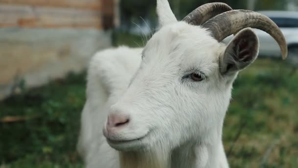 Eine weiße Hausziege, die auf dem Hof steht und isst, scheint nach etwas zu suchen. — Stockvideo