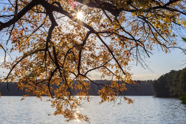 Güneş ışığı Los Angeles'ta Gölü üzerinde akçaağaç ağaç sarı yaprak
