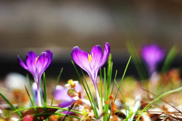 Цветы фиолетовой луковицы со светом — стоковое фото