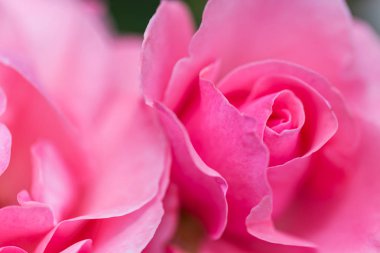 Görüntüyü pembe gül