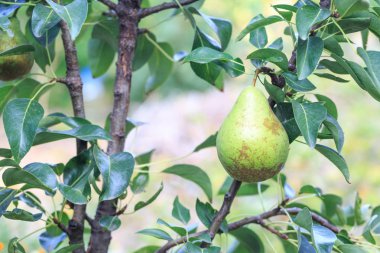 Yeşil armut armut ağacının dalını asılı 