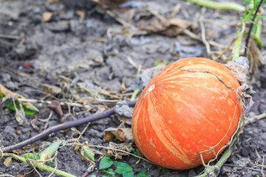 Sahada tek turuncu kabak
