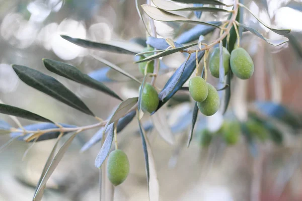 Green Olives Hanging Olive Tree — Stock Photo, Image