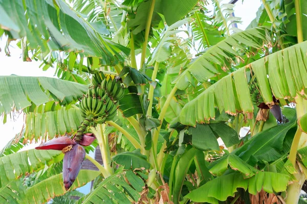 Bananas Verdes Penduradas Bananeira — Fotografia de Stock