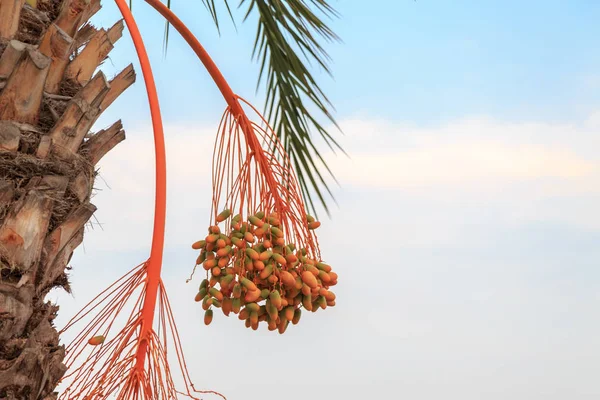 Fechas Naranjas Verdes Inmaduras Que Cuelgan Rama Palmera Imagen De Stock