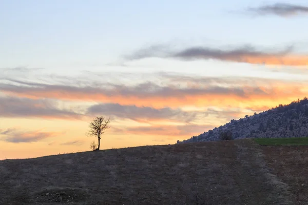 Única silhueta árvore nua durante o pôr do sol em toros montanhas — Fotografia de Stock