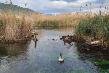 Gokova, Mugla, Türkiye 'deki Azmak Nehri' nde ördek ve kazlar