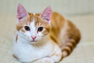 Kızıl ve beyaz kedi oturuyor ve sana bakıyor.