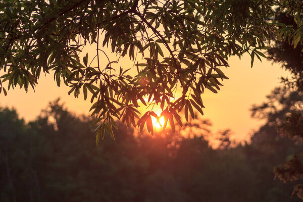 Sunset behind the leaves