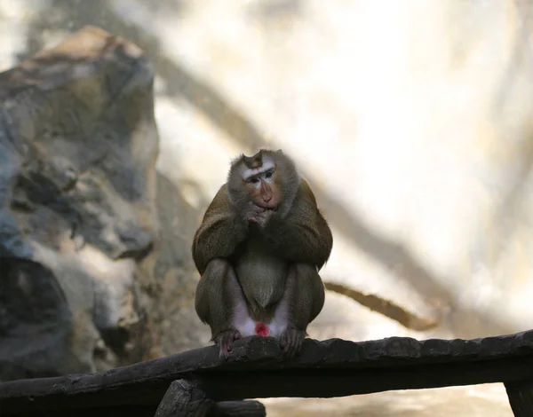 Fotos de macacos em um zoológico na Tailândia . — Fotografia de Stock