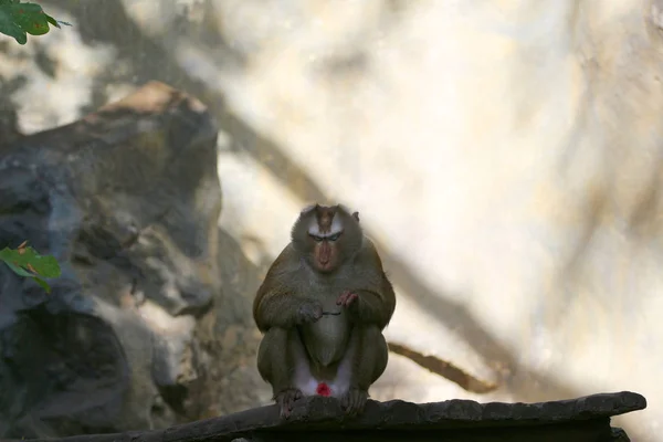 タイの動物園で猿の写真. — ストック写真
