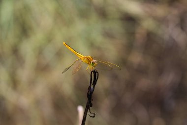Güzel yusufçuk, Yusufçuk dalları yakaladı..