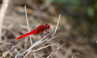 Güzel yusufçuk, Yusufçuk dalları yakaladı..
