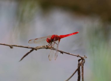 Güzel yusufçuk, Yusufçuk dalları yakaladı..